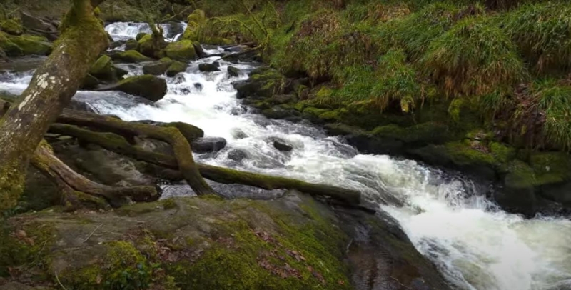 Казковий стародавній ліс у Великій Британії можна відвідати безкоштовно: в чому його родзинка