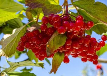 “Красное золото”: когда собирать калину и в чем ее нельзя заваривать