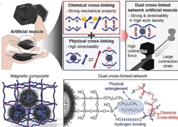 Штучні м’язи стають твердими або м’якими, мають переваги обох типів та підіймають x4000 власної ваги