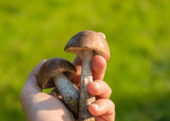 Срезать или выкручивать грибы – как лучше: ученые дали окончательный ответ