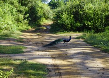 Туристам назвали 7 найкращих місць у світі для спостереження за птахами