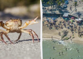 Туристів попереджають: на популярному курорті помітили “небезпечного” краба