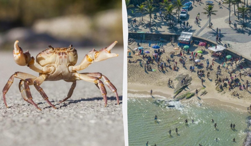 Туристів попереджають: на популярному курорті помітили "небезпечного" краба