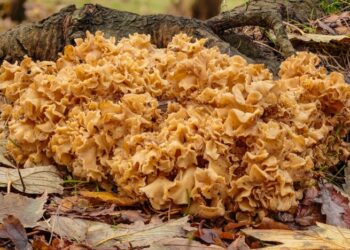 Выглядят как произведения искусства: не собирайте эти краснокнижные грибы, чтобы не “влететь” на штраф (ФОТО)