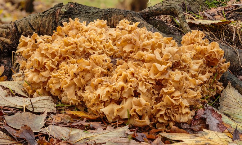 Выглядят как произведения искусства: не собирайте эти краснокнижные грибы, чтобы не "влететь" на штраф (ФОТО)