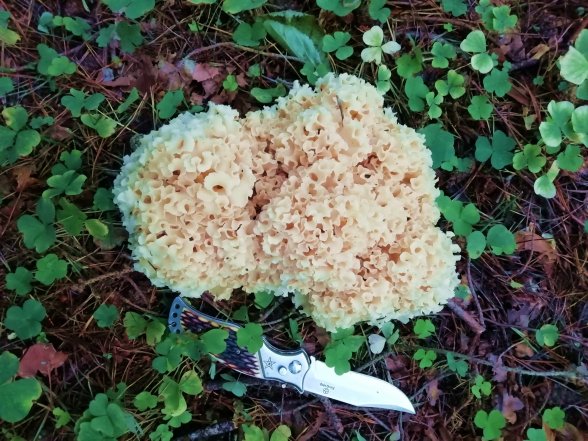 Выглядят как произведения искусства: не собирайте эти краснокнижные грибы, чтобы не "влететь" на штраф (ФОТО)