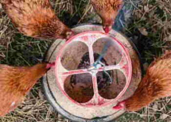 Ви забуваєте про найпростіше: як доглядати курей, щоб вони неслися взимку