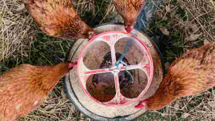 Ви забуваєте про найпростіше: як доглядати курей, щоб вони неслися взимку