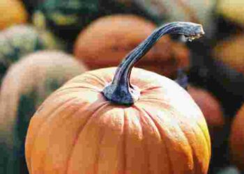 Солодкий та ароматний: 4 правила, як вибрати справді смачний гарбуз