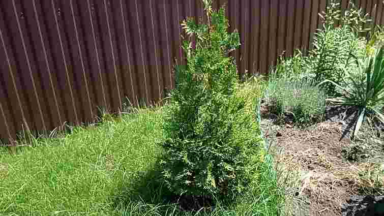 Тільки не біля дерев: як вибрати місце для туї у саду