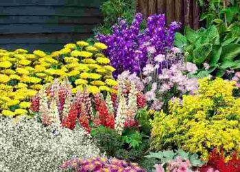 Вибух кольорів: які квіти посадити у листопаді, щоб отримати яскраву клумбу навесні