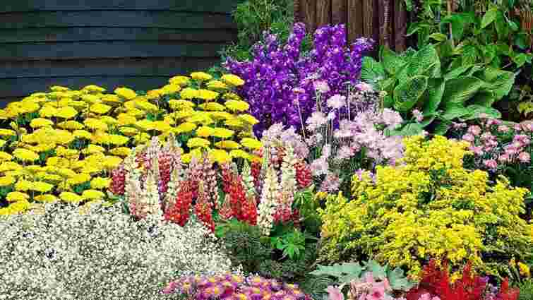 Вибух кольорів: які квіти посадити у листопаді, щоб отримати яскраву клумбу навесні