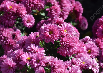 Негайний порятунок для хризантем: що робити, коли вдарили заморозки