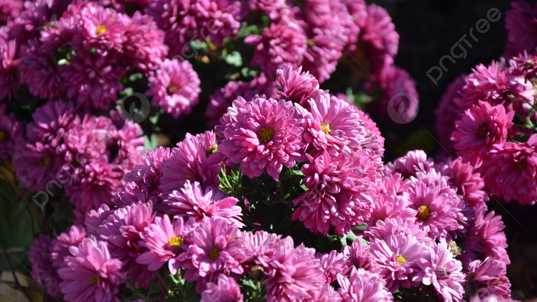 Негайний порятунок для хризантем: що робити, коли вдарили заморозки