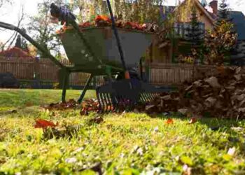 Остання можливість для осінніх посадок: посівний календар на листопад 2025 року