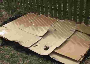 Як використовувати картон для садівництва: п’ять практичних способів