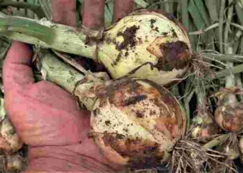 Чому цибуля починає гнити: помилка, яку роблять майже всі під час зберігання