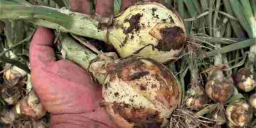 Чому цибуля починає гнити: помилка, яку роблять майже всі під час зберігання