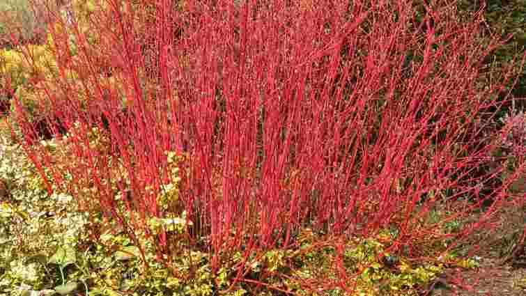 Цей розкішний чагарник можна розмножити у склянці води: чим прикрасити свій сад взимку