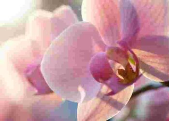 Орхідея не скидатиме квіти, якщо підгодовувати їх одним засобом: секретне добриво