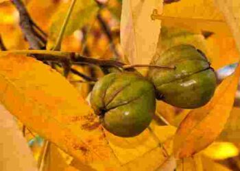 Токсичне чи все ж безпечне: що робити з опалим листям волоського горіха