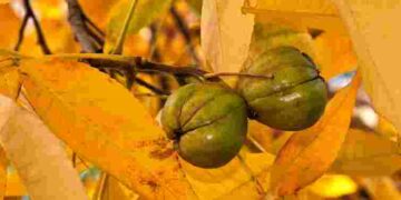 Токсичне чи все ж безпечне: що робити з опалим листям волоського горіха