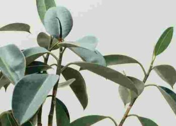 Достатнього лише одного живця: три дієві і швидкі способи розмножити фікус