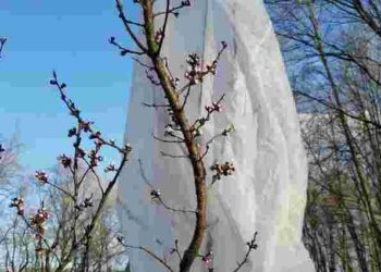 Потребують особливої уваги: як захистити персикові дерева від морозів