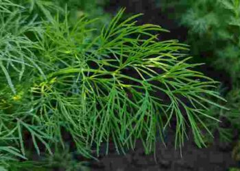 Взагалі без зусиль: як та коли правильно посадити кріп під зиму