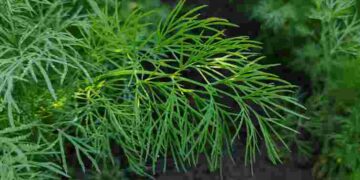 Взагалі без зусиль: як та коли правильно посадити кріп під зиму