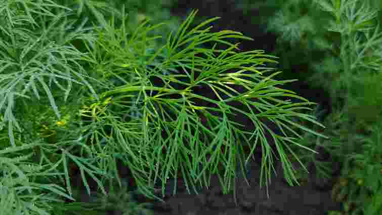 Взагалі без зусиль: як та коли правильно посадити кріп під зиму