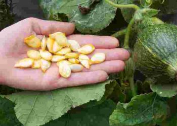 Кабачки можна сіяти навіть у листопаді: як отримати ранні та сильні сходи навесні