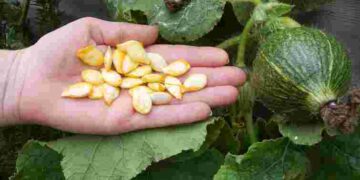 Кабачки можна сіяти навіть у листопаді: як отримати ранні та сильні сходи навесні