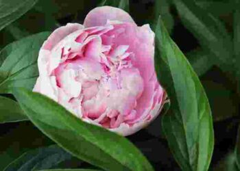 Королівська квітка, але є нюанси: чому садівники не хочуть вирощувати півонії