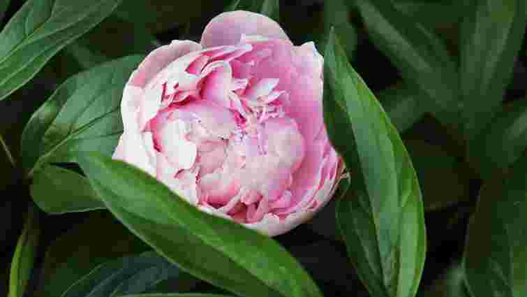 Королівська квітка, але є нюанси: чому садівники не хочуть вирощувати півонії