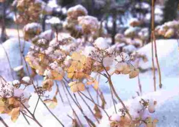 Це ваш останній шанс: як треба завершити садовий сезон у листопаді