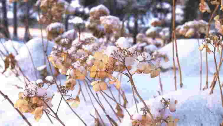 Це ваш останній шанс: як треба завершити садовий сезон у листопаді