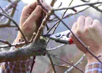 Більшість садівників роблять цю помилку: коли і як не можна обрізати дерева навесні