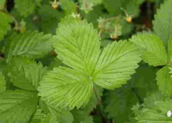 Натуральні настої працюють на відмінно: як позбутися полуничного кліща без хімії