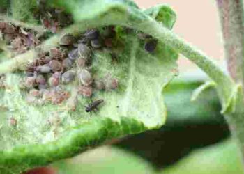 Шампунь від бліх допоможе проти городніх шкідників: міф чи небезпека