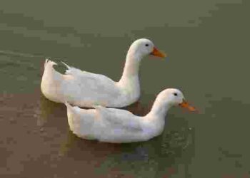 Запам’ятайте це нарешті: чи дійсно можна годувати качок хлібом