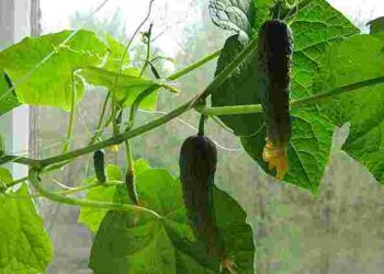 Власні свіжі огірки серед зими: як виростити їх на підвіконні і які сорти краще обрати