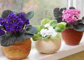 Позбудьтеся їх негайно: чому фіалки гинуть у керамічних горщиках