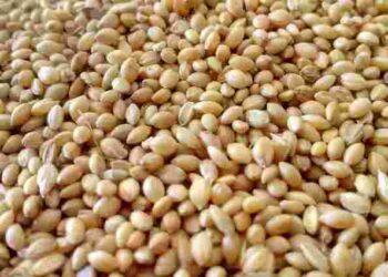 Ви її полюбите з першого разу: як варити перловку, щоб вона вийшла смачною і розсипчастою