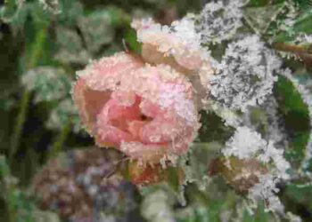 Ці сорти найбільше бояться морозу: які троянди треба обовʼязково укрити на зиму