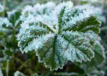 Це найголовніша порада сезону: що обов’язково треба прибрати в саду перед морозами