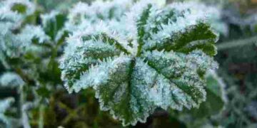 Це найголовніша порада сезону: що обов’язково треба прибрати в саду перед морозами