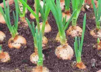 Цибулева муха озимим посівам більше не зашкодить: цей простий засіб захисту є у всіх на кухні