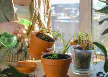 Ви робите тільки гірше: як правильно поливати кімнатні рослини взимку, щоб вони вижили