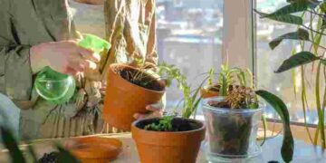 Ви робите тільки гірше: як правильно поливати кімнатні рослини взимку, щоб вони вижили